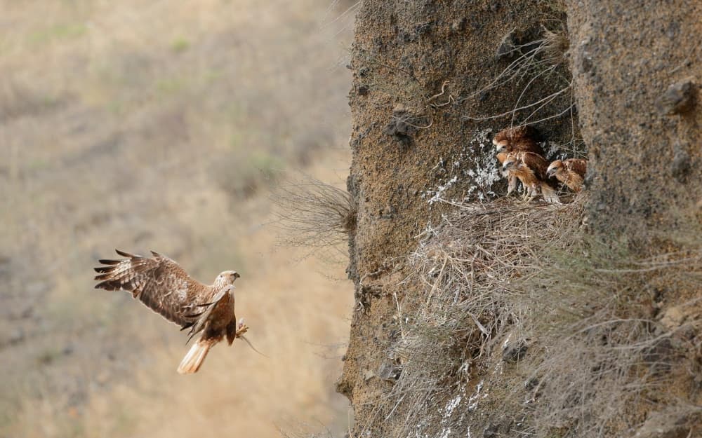 Raptor Nest Feeding by Assaf Gavra — canvas wall art