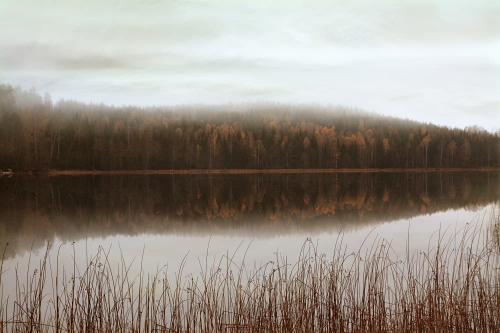 Misty Forest Reflections by Christina Sillen — canvas wall art