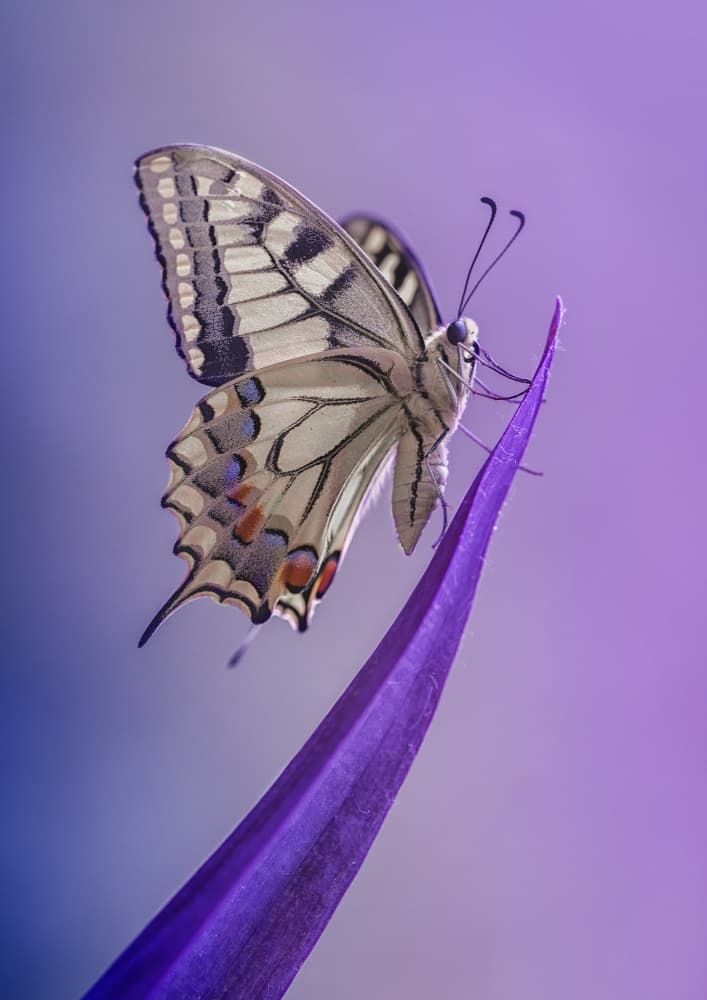 Swallowtail on Purple by Fabrizio Daminelli — canvas wall art