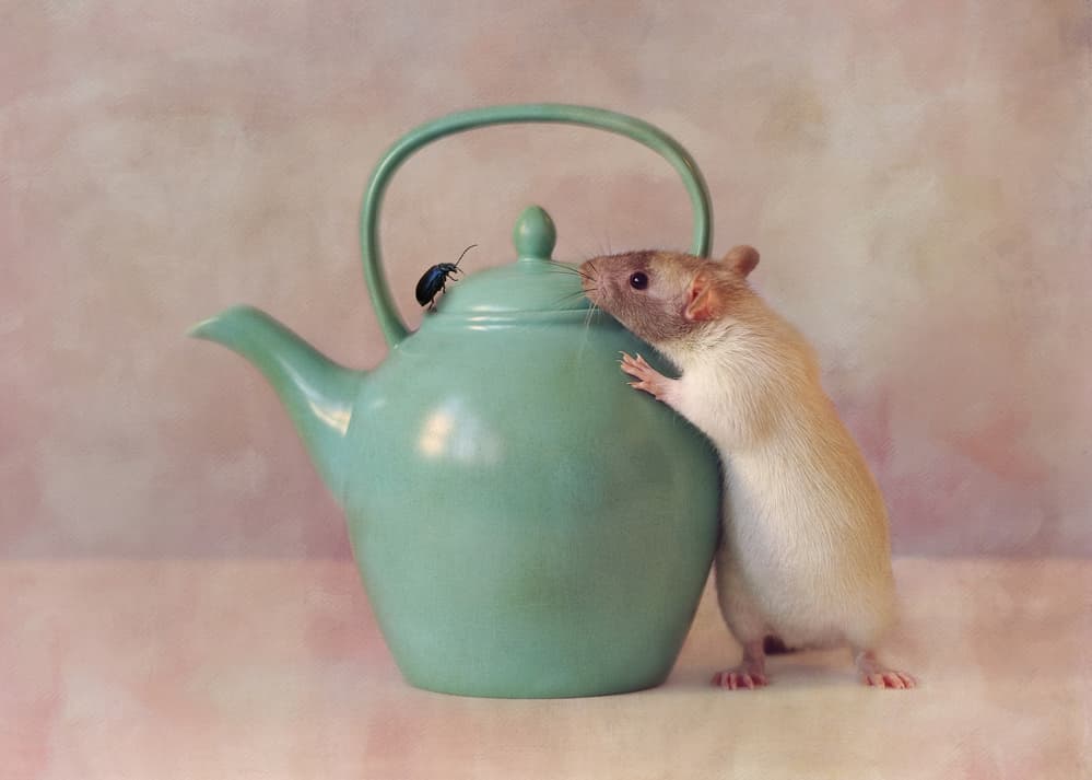 Curious Teapot Rat by Ellen van Deelen — canvas wall art