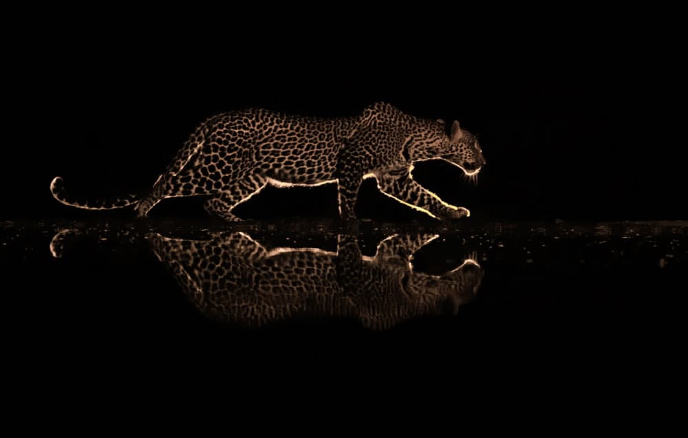 Night Leopard Reflection by Judy Tseng — canvas wall art