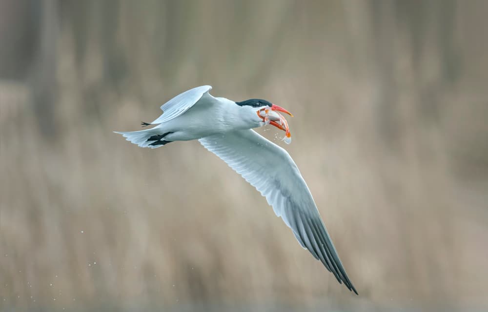 Flying Tern Catches Fish by Larry Deng APA — canvas wall art