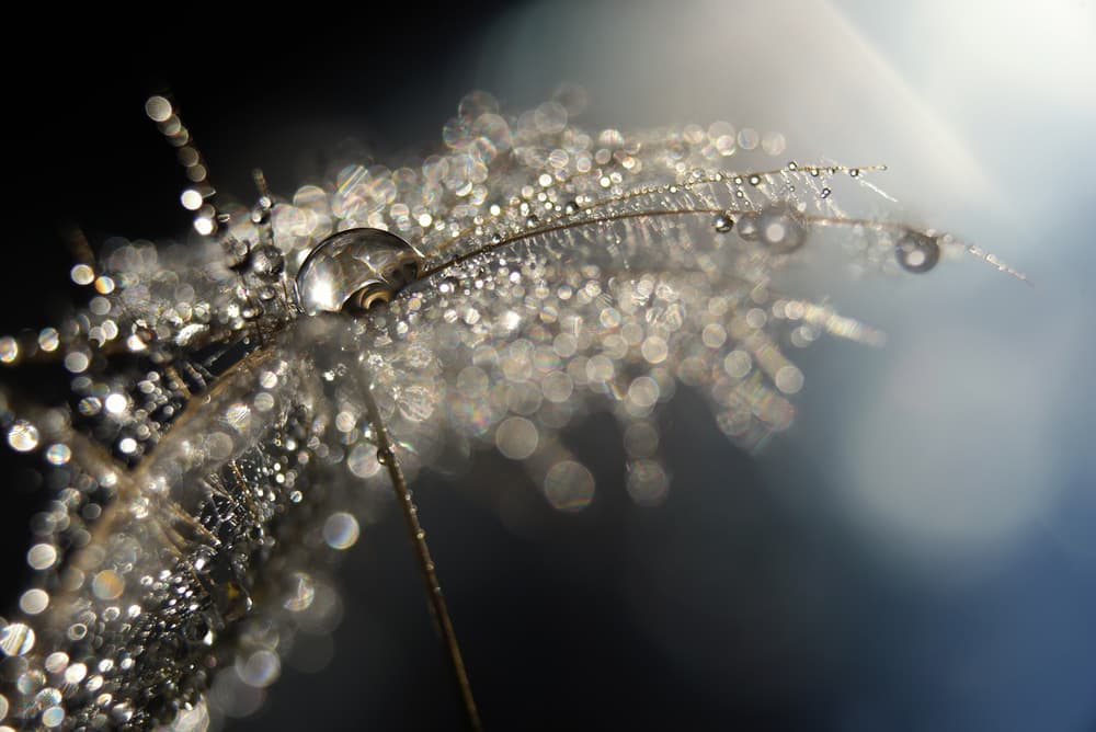 Sparkling Dandelion Drops by Heidi Westum — canvas wall art