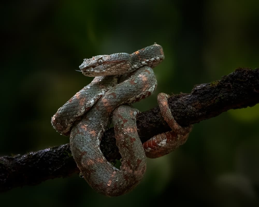 Exotic Jungle Snake by Annie Poreider — canvas wall art