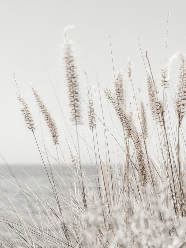 Soft Beach Grass by Magda Izzard — canvas wall art