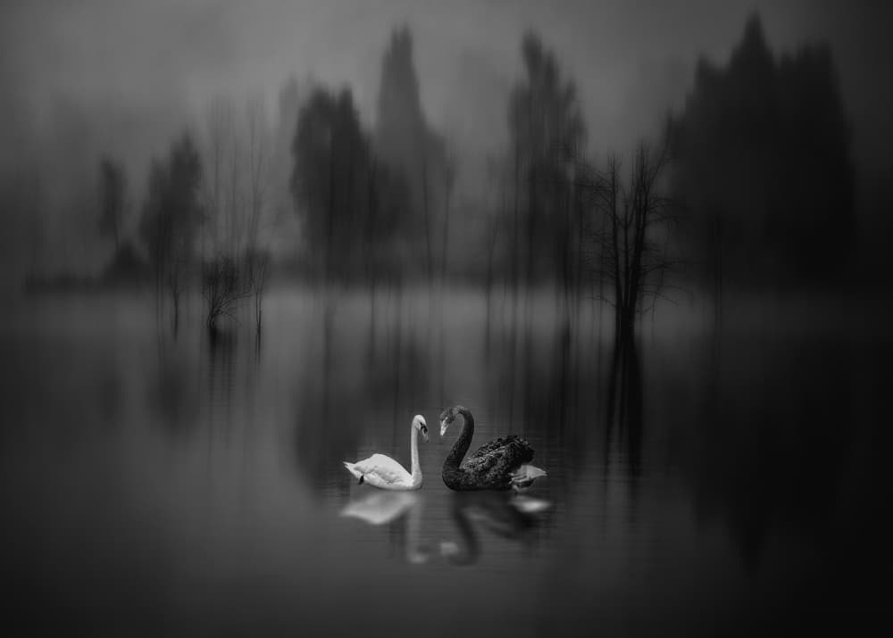Swans in the Mist by Jiahong Zeng — canvas wall art
