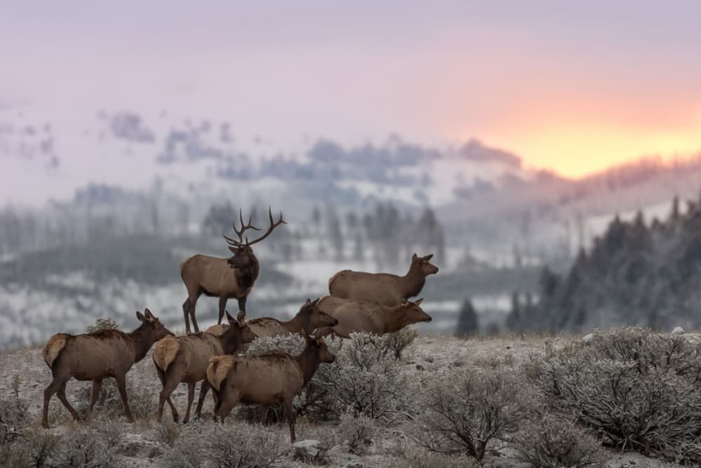 Majestic Elk Winter Sunrise by Nick Kalathas — canvas wall art