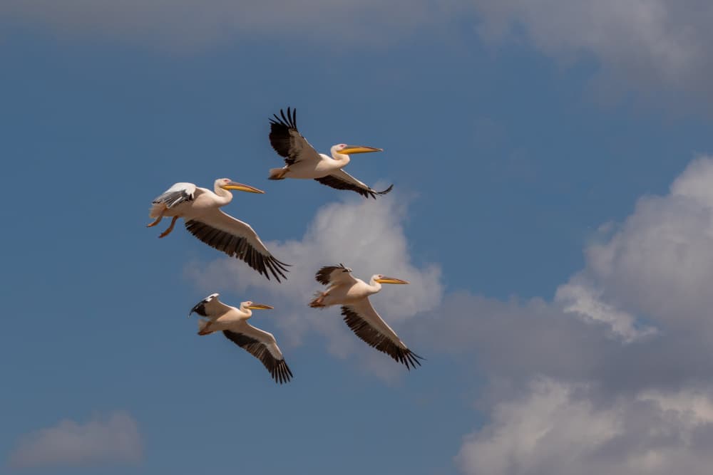Majestic Pelicans Flying by Natalia Rublina — canvas wall art