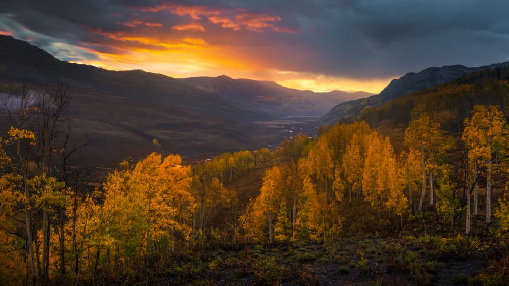 Golden Aspen Sunrise by Ruiqing P. — canvas wall art