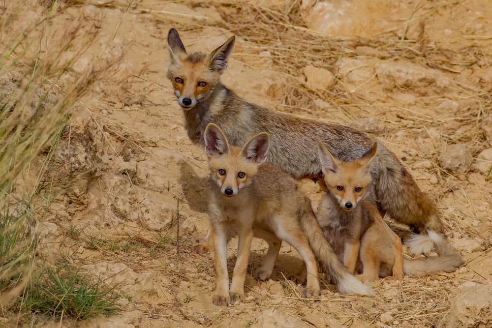 Desert Fox Family by David Manusevich — canvas wall art