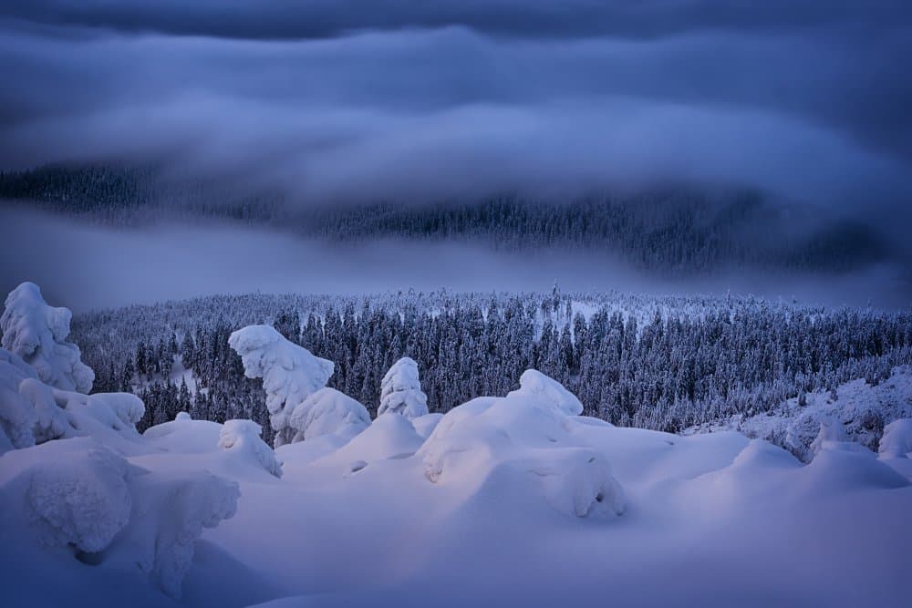 Snowy Blue Forest by Martin Morávek — canvas wall art