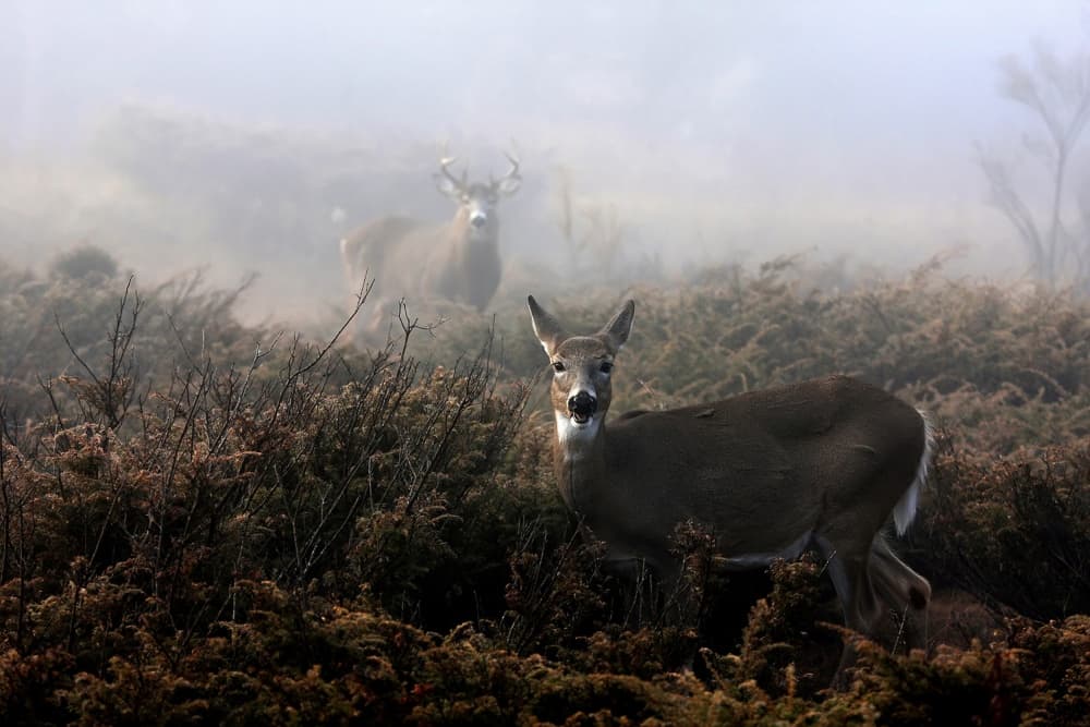 Misty Morning Deer by Jim Cumming — canvas wall art
