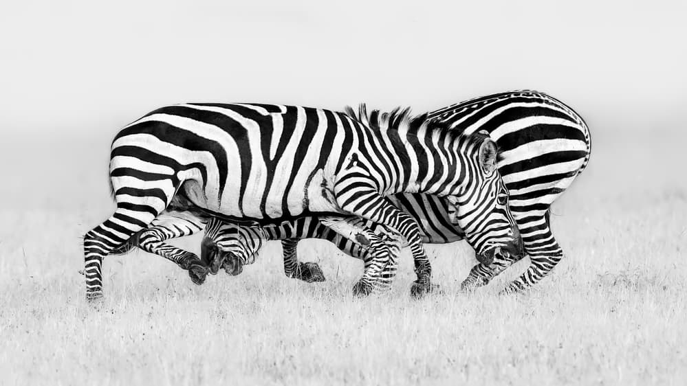 Dynamic Zebras Fighting by Jun Zuo — canvas wall art