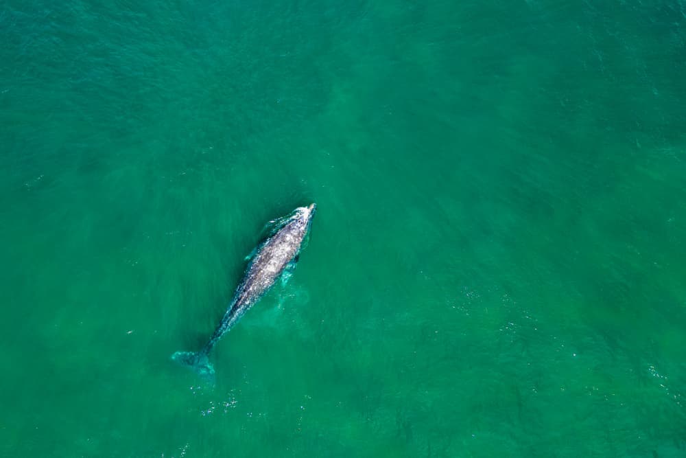Swimming Grey Whale by Andrea Izzotti — canvas wall art