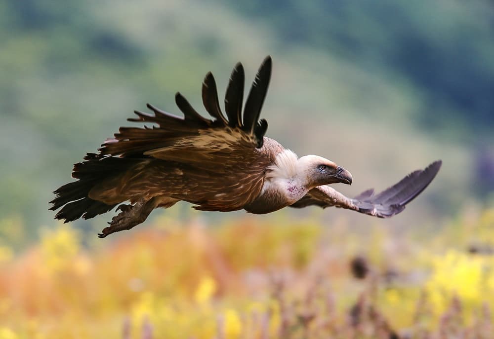 Soaring Griffon Vulture by Zhecho Planinski — canvas wall art