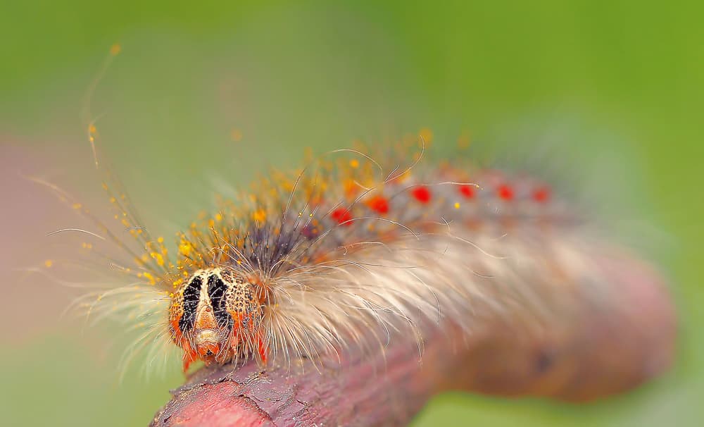 Vibrant Hairy Caterpillar by Thierry Dufour — canvas wall art