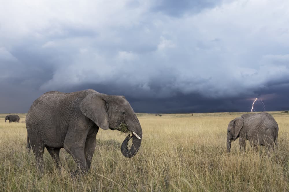 African Elephants Lightning Storm by Louise Wolbers — canvas wall art