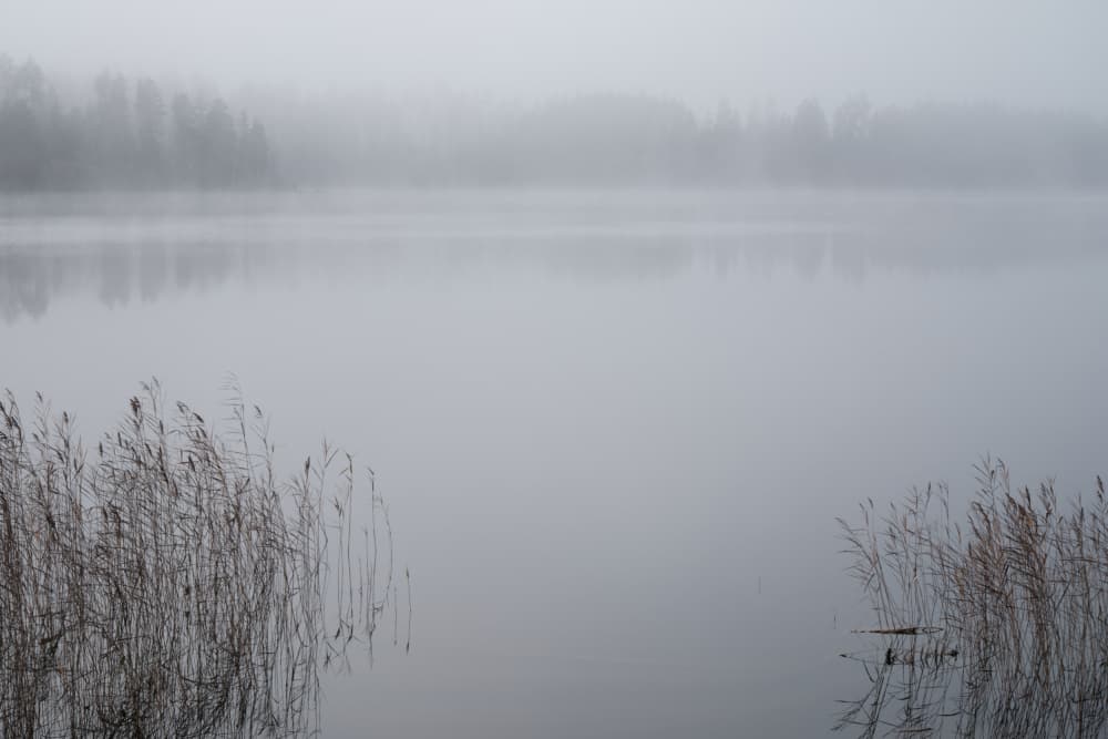 Misty Lake Reeds by Geertjan Plooijer — canvas wall art