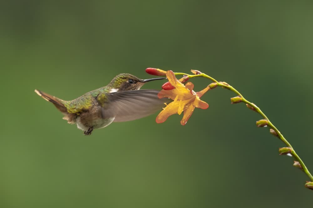 Hummingbird Nectar Feast by Rajat Dhesi — canvas wall art