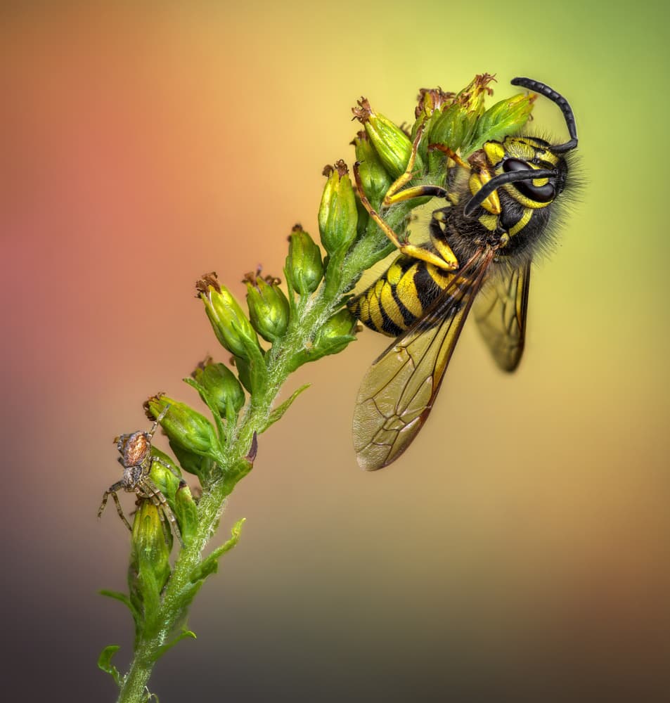 Wasp and Spider on Stem by Atul Saluja — canvas wall art