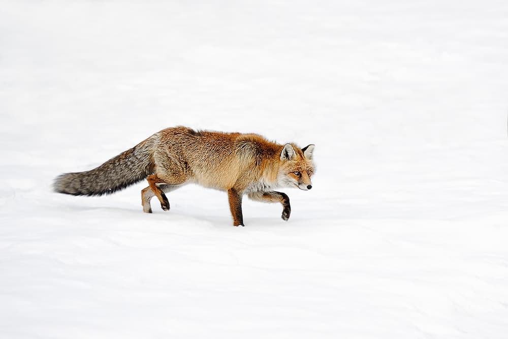 Red Fox in Snow by Marco Pozzi — canvas wall art