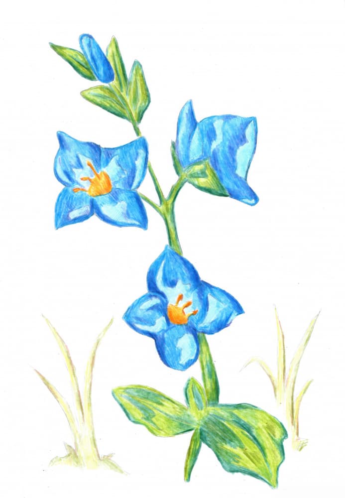Vibrant Blue Blooms by Kulik — canvas wall art