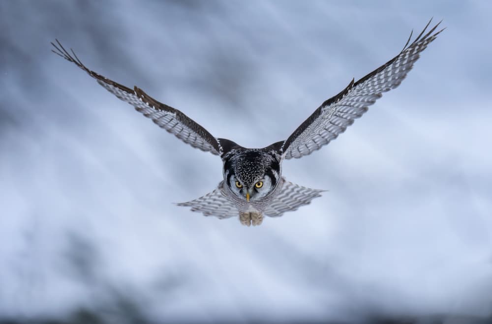 Flying Hawk Owl by Tao Huang — canvas wall art