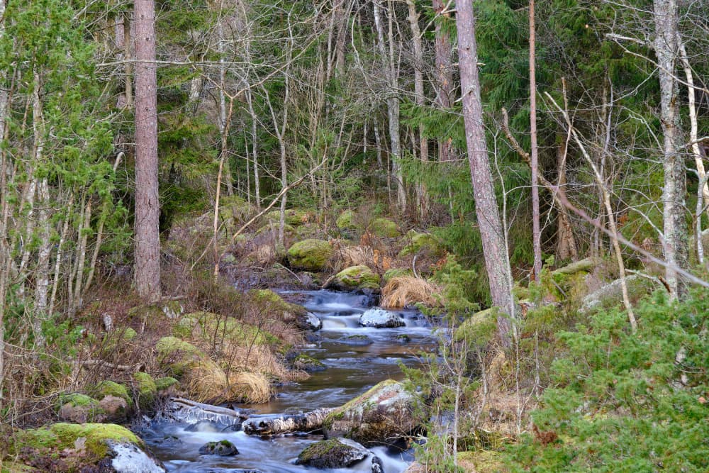 Tranquil Forest Stream by Geertjan Plooijer — canvas wall art