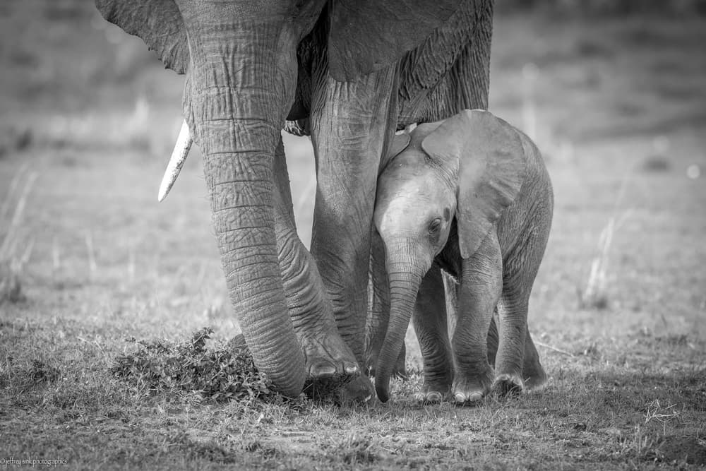 Tender Elephant Bond by Jeffrey C. Sink — canvas wall art