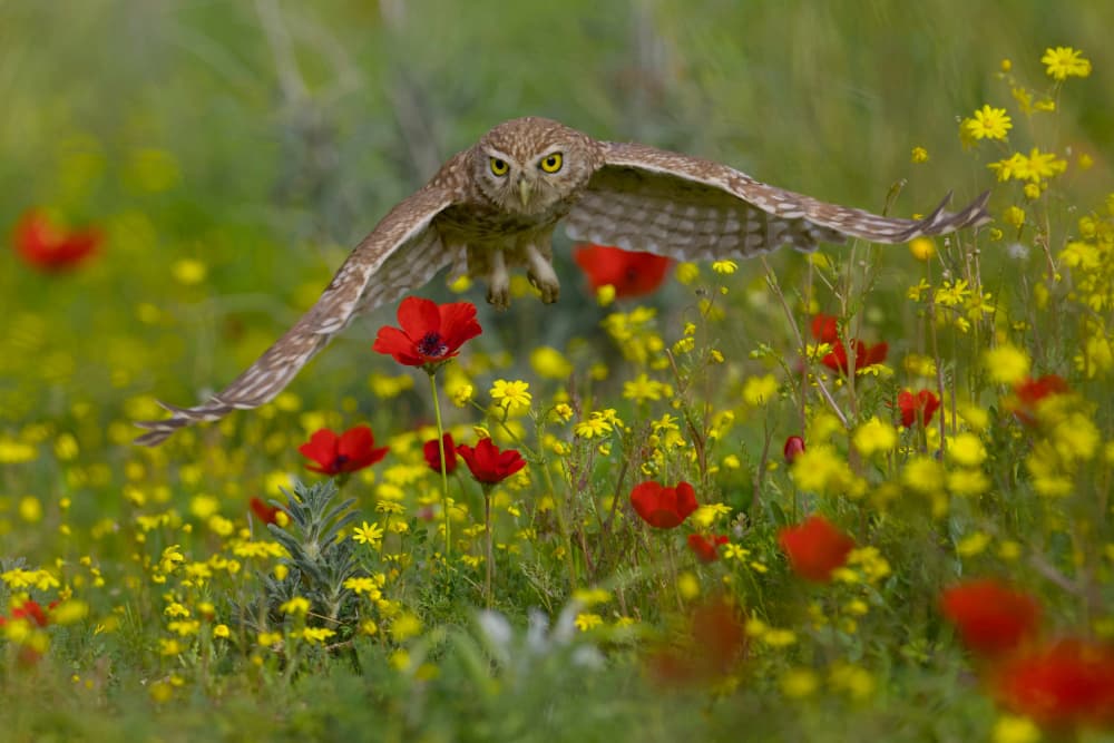 Owl Over Wildflowers by David Manusevich — canvas wall art