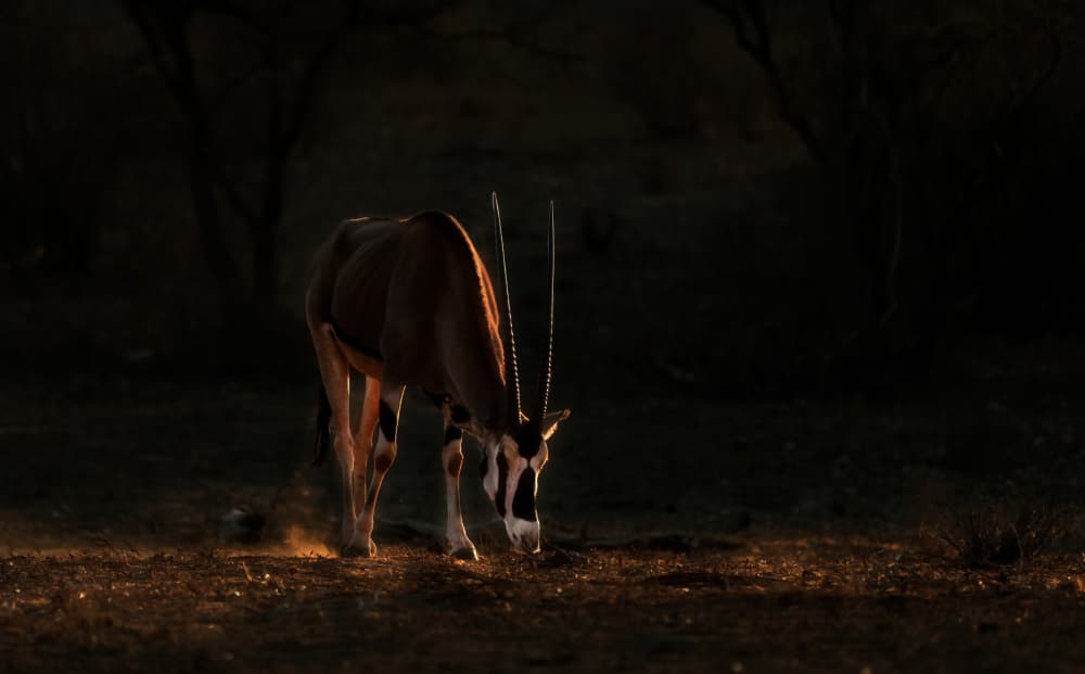 African Oryx Glow by Yuan Su — canvas wall art