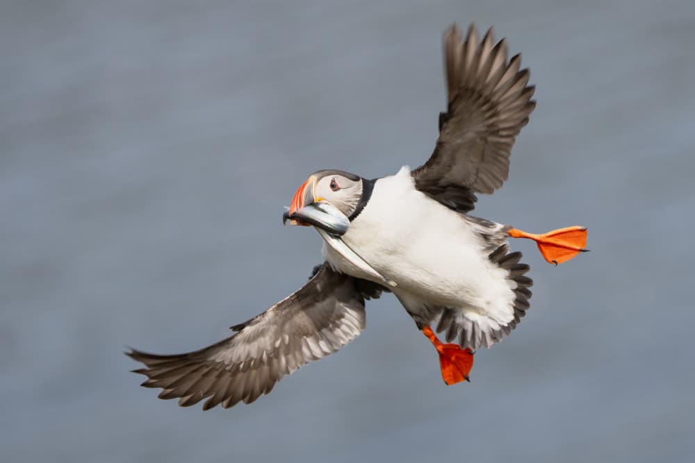 Puffin Flying with Fish by John Fan — canvas wall art