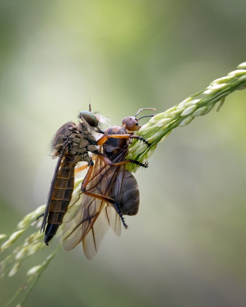 Robber Fly Hunts Ant by Fauzan Maududdin — canvas wall art