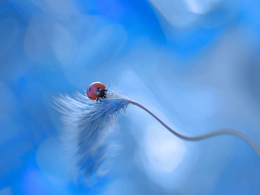 Blue Feather Ladybug by Thierry Dufour — canvas wall art