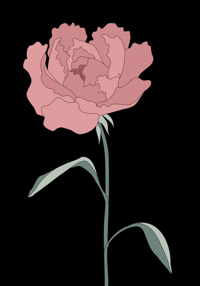 Graceful Pink Peony by Pictufy Studio II — canvas wall art