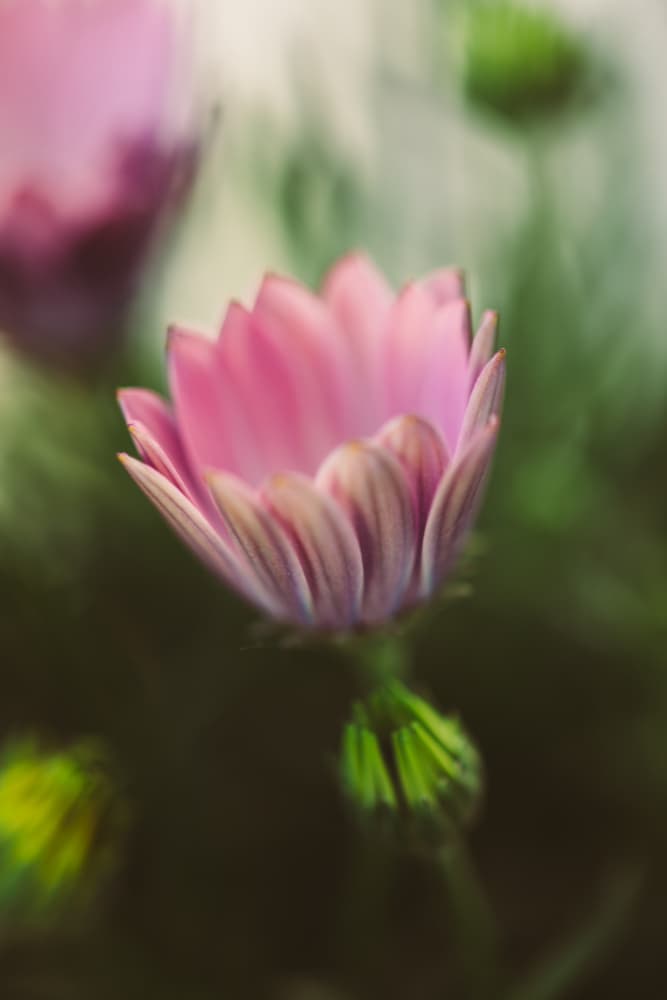 Delicate Pink Bloom by Javier Pardina — canvas wall art