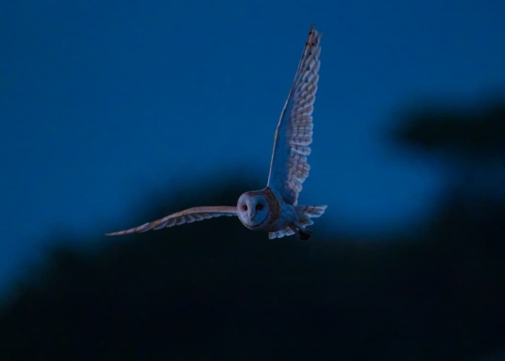 Barn Owl Flight by Johnson Huang — canvas wall art