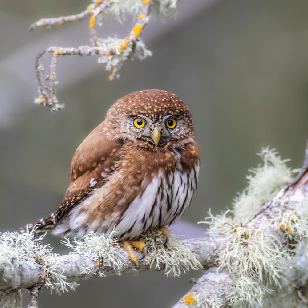 Pygmy Owl Stare by Taksing (吉星高照) — canvas wall art