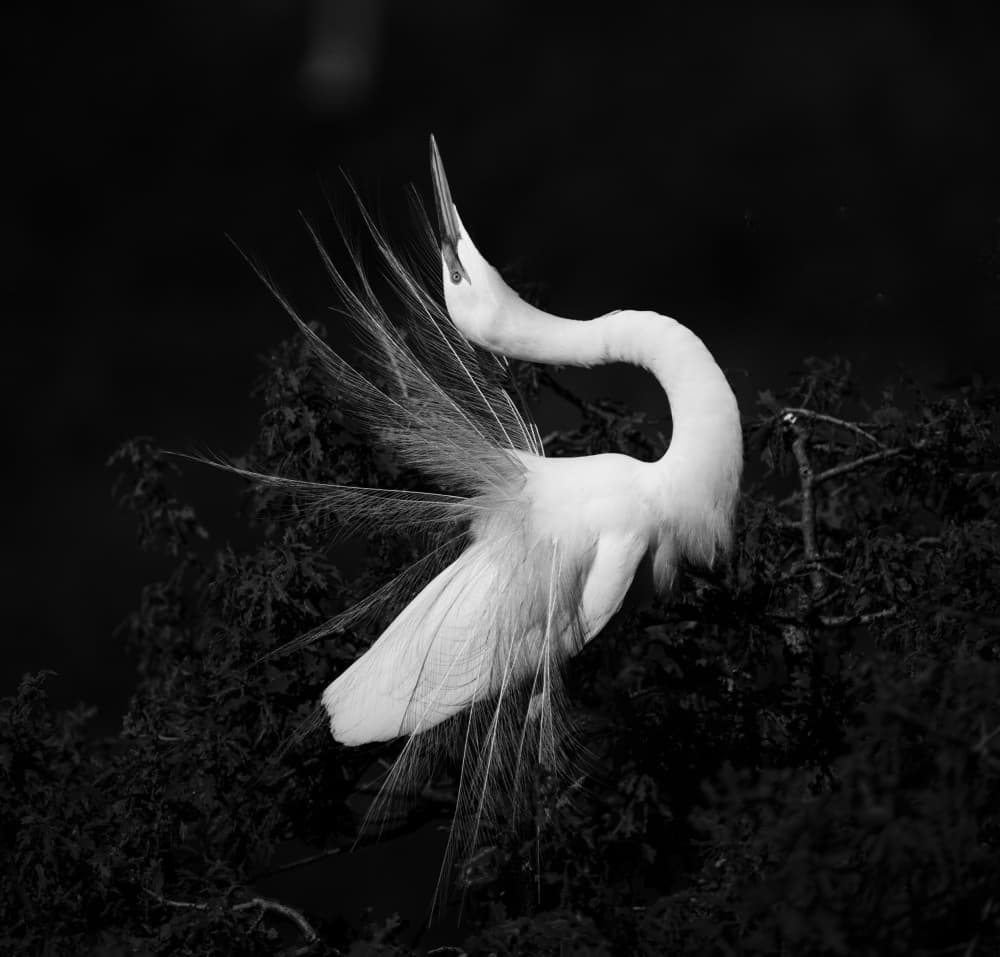Elegant Egret Display by Mike He — canvas wall art