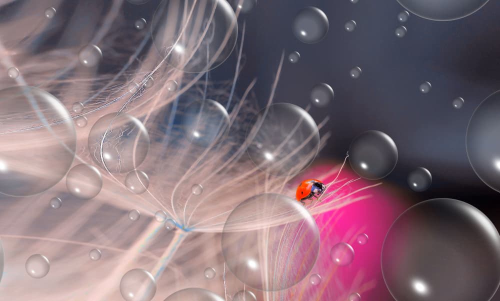 Ladybug Dandelion Bubbles by Thierry Dufour — canvas wall art