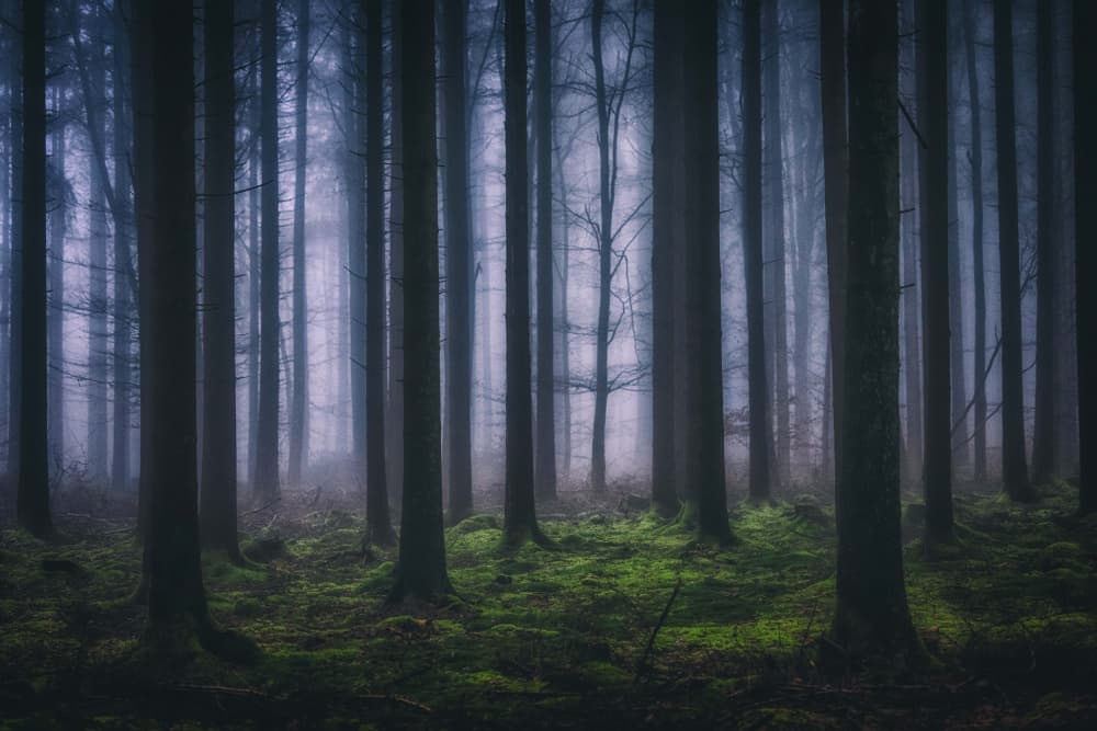 Dark Misty Forest by Guy Krier — canvas wall art