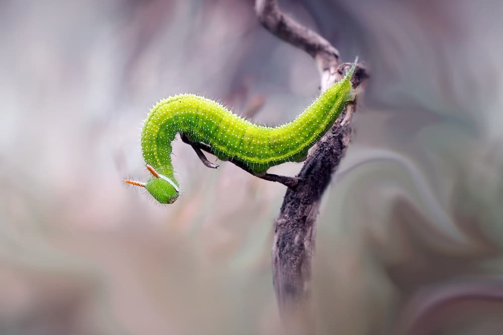 Vibrant Green Caterpillar by Fauzan Maududdin — canvas wall art