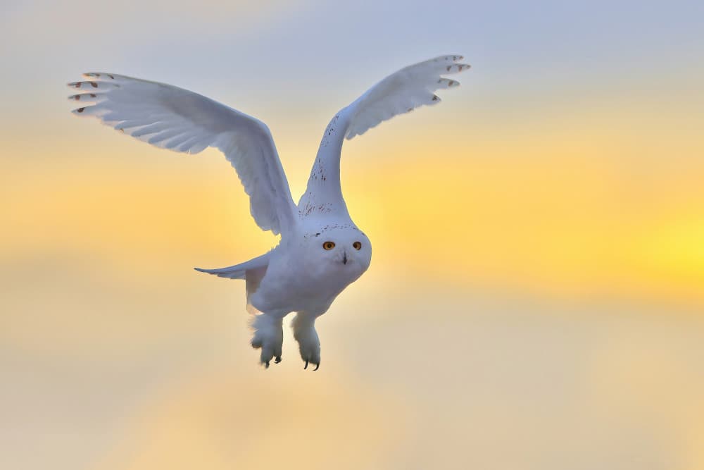 Snowy Owl Flight by Gavin Lam — canvas wall art