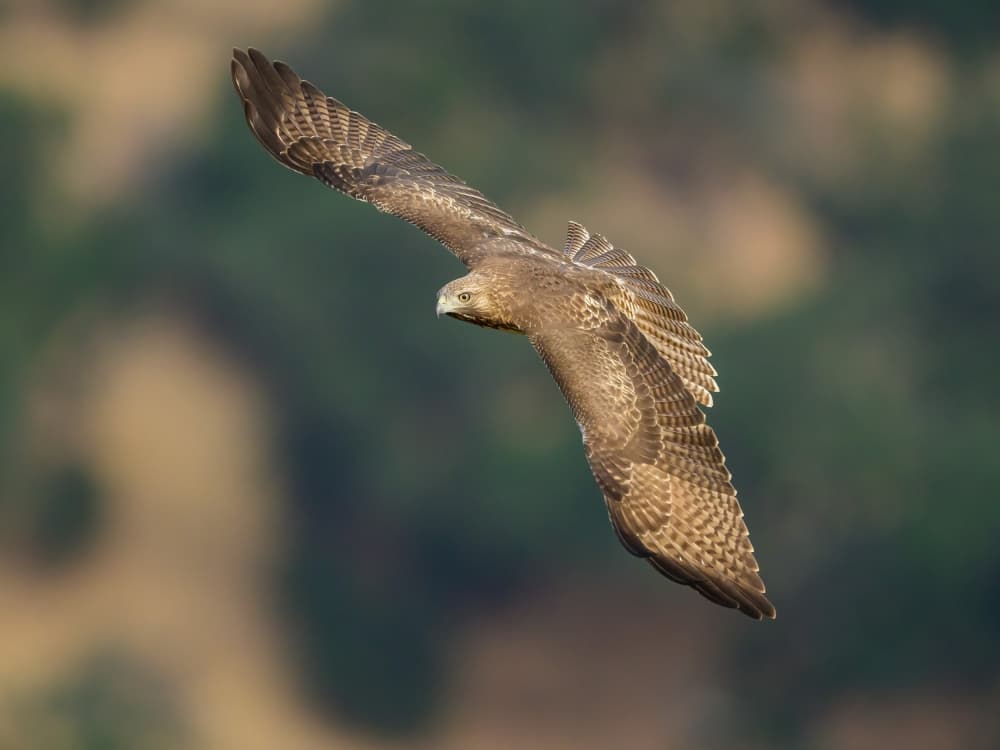 Brown Hawk Soaring by Moses Wang — canvas wall art