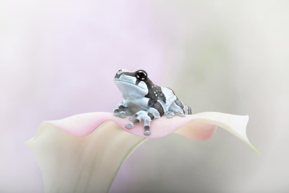 Miss Ellie Mae the Amazon Milk Frog by Linda D Lester — canvas wall art