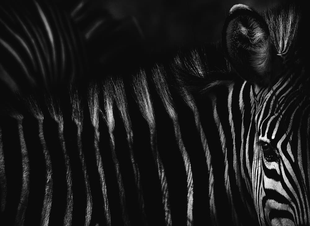 Dramatic Zebra Portrait by Antonio Grambone — canvas wall art