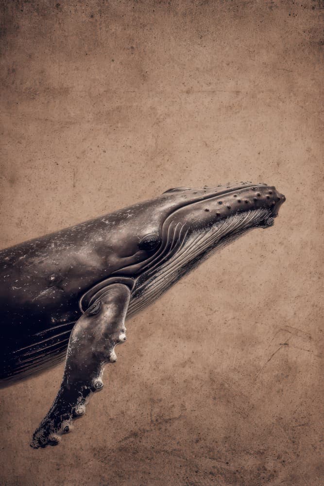Graceful Humpback Whale by Rafal Kulik — canvas wall art