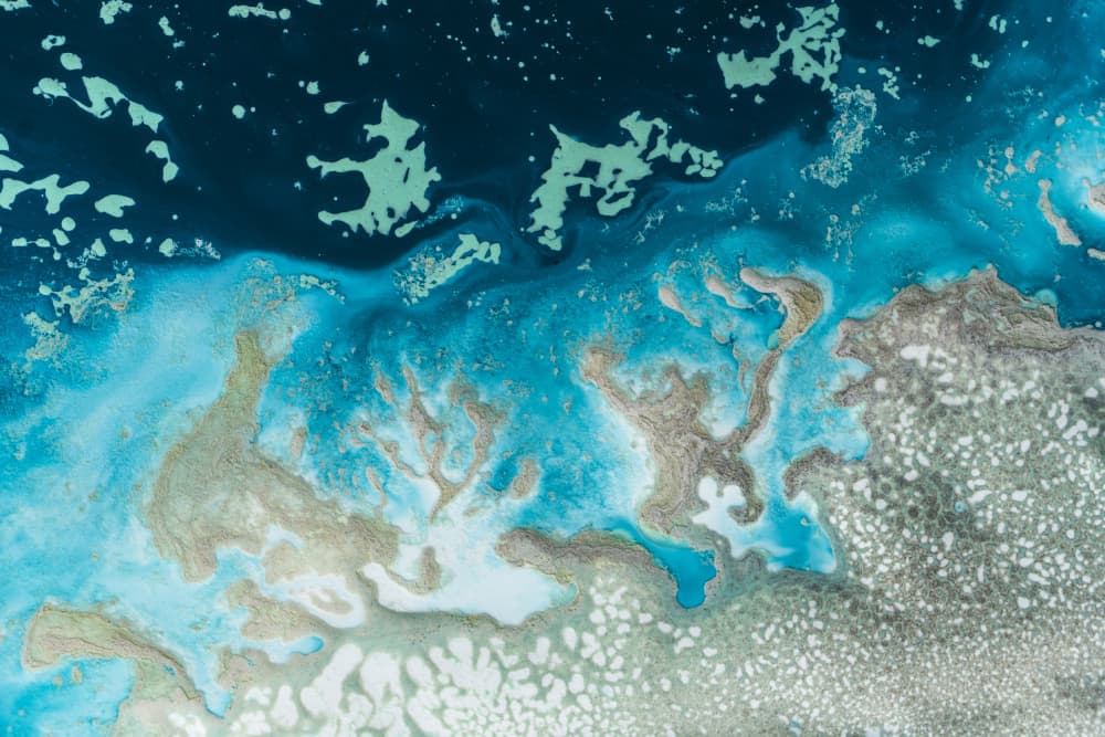 Coral Reef - The Oasis by Petra Meikle de Vlas — canvas wall art