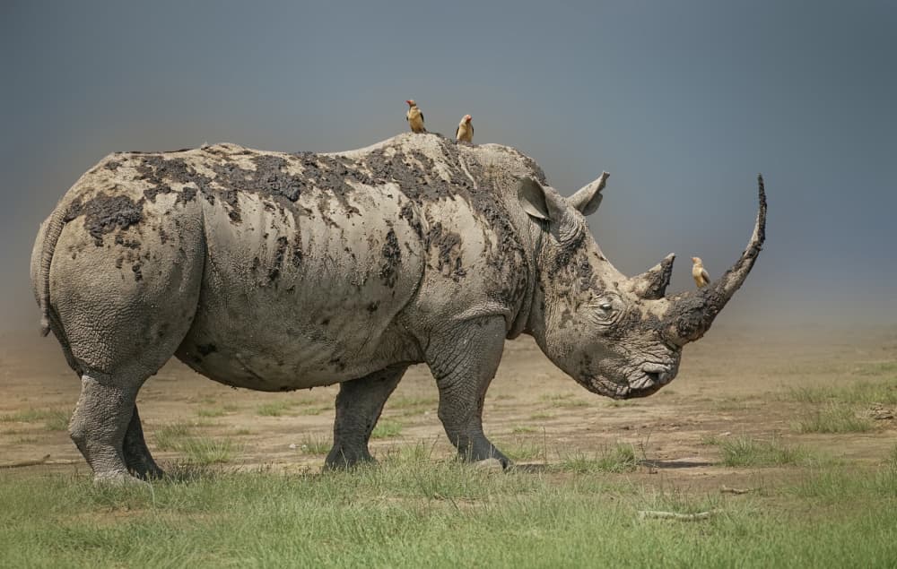 Muddy Rhino With Birds by Yuan Su — canvas wall art