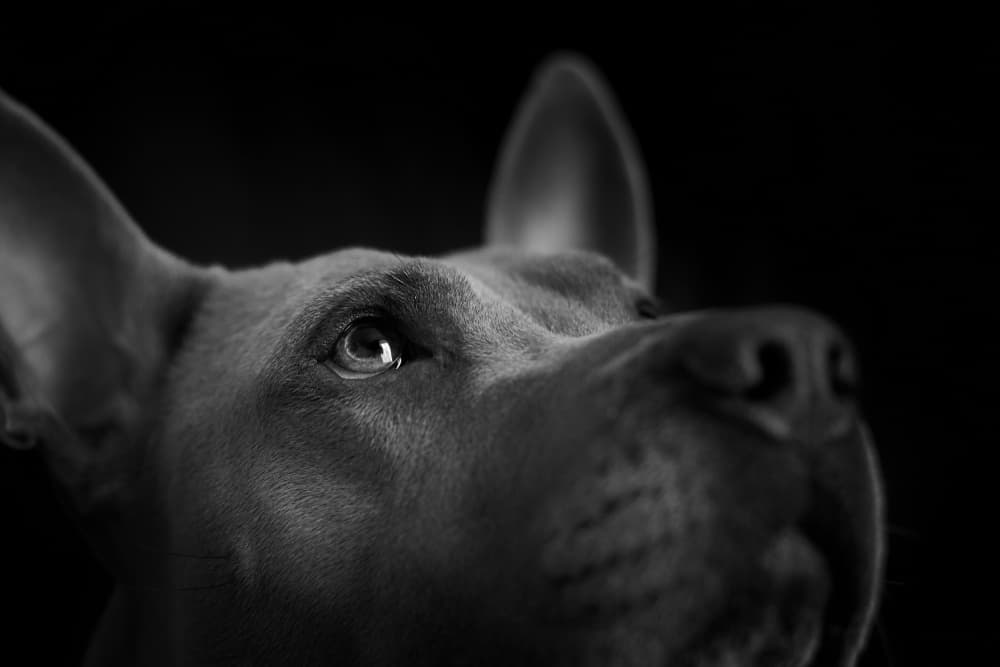 Attentive Dog Gaze by Andrii Kazun — canvas wall art